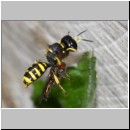 Ectemnius cavifrons oder ruficornis - Grabwespe w06a 11mm beim Nesteintrag - Hainschwebfliege.jpg